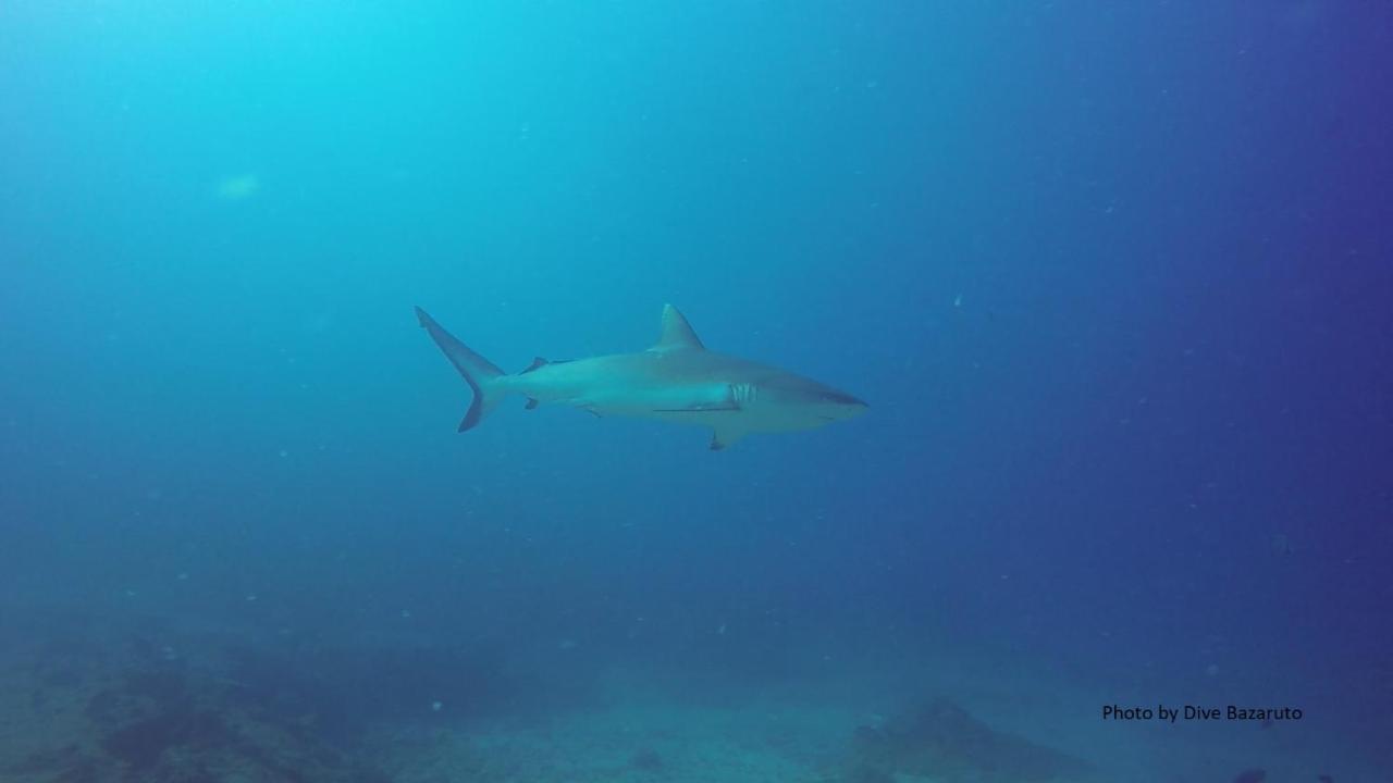 Dolphin Dhow Beach Safaris Віланкулуш Екстер'єр фото